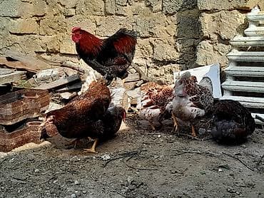 kənd toyuqlari: Toyuq, Damazlıq — 4