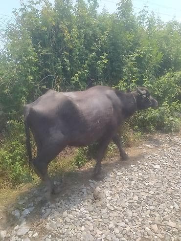 bala keci: Yaxşı heyvandi 3 balayadi 10 günə balası olacaq hündür və yarasiqlidi — 2