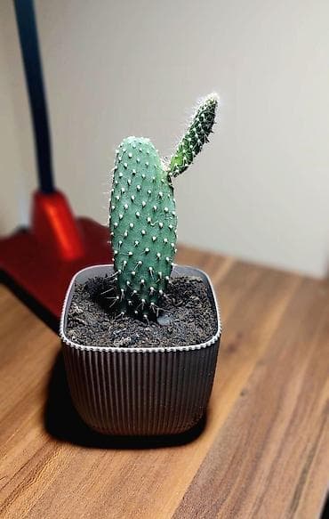 Buket güllər: Qara plastik qabda olan bu şirəli bitki otağınıza və ya ofisinizə — 5