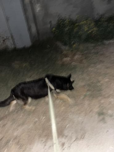 it gezdirmek xidmeti: Xidmət: Gecə gəzintisi və mühafizə məqsədli itlə patrul Təsvir: - — 5