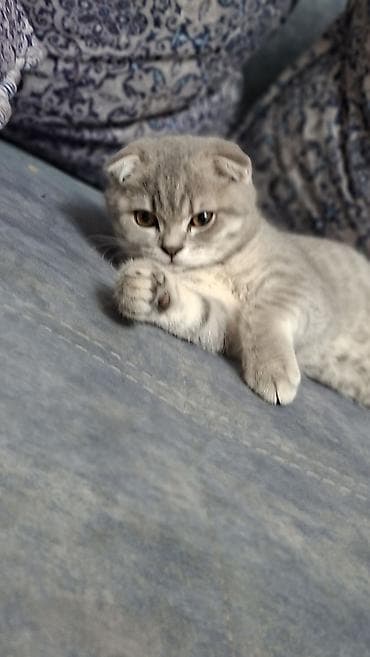 bala haski: Şotland yastı qulaq, Dişi — 6