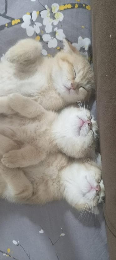 sort pişiklər: Britan — 4