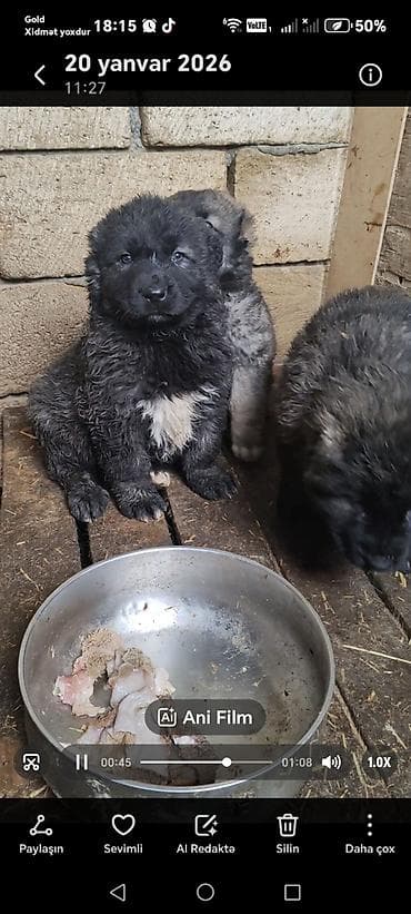 itlerin: Qafqaz çoban iti — 9