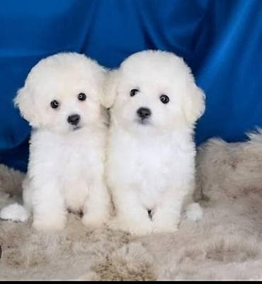 Gəmiricilər: Məhsul: Pudel balaları Qiymət: 350 AZN Xüsusiyyətlər: - Cins: Pudel — 4