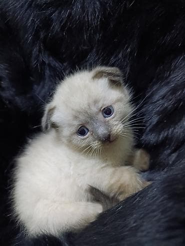 heyvan əşyaları: Şotland — 10