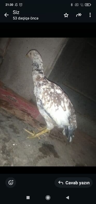 Куры: Курица, Для разведения — 2