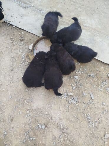 отдам в добрые руки щенка баку 2019: Zavanok it balalari — 5