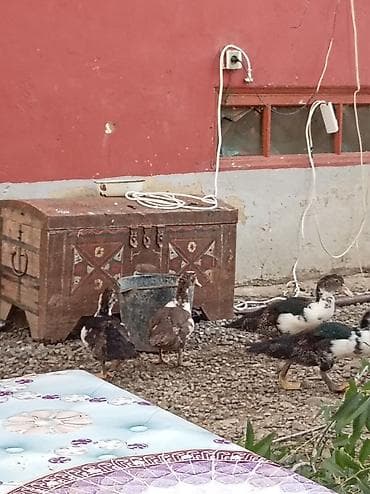 LAL ORDEK BALALARI 2-3 AYLIQ UNVANDAN GÖTURMEDİ 6 DENE lalafo.az -da LAL ORDEK BALALARI 2-3 AYLIQ UNVANDAN GÖTURMEDİ 6 DENE