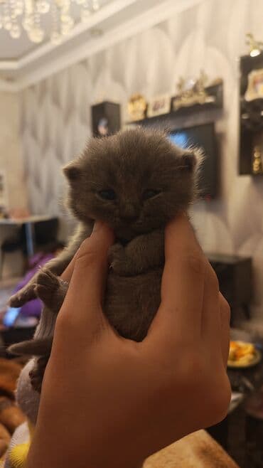 pişik ucun tualet: Şotland — 9