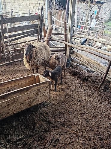 diri qoyun: Beş ana beş bala sort heyvanlar satılır hammısı sağlam — 5