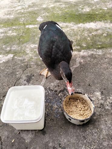 quzu şəkilləri: Erkək, | Lal ördək, Damazlıq, Ünvandan götürmə — 10