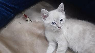 pişim: Britan — 5