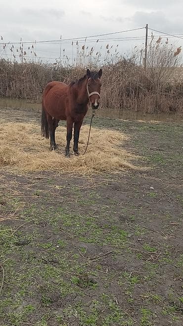 Бараны, овцы: Самец, лет: 5, Самовывоз — 4