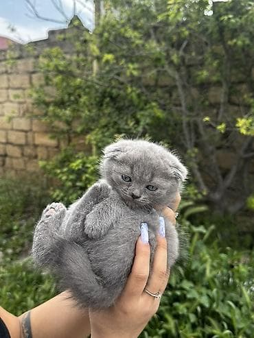 pişiylər: Şotland yastı qulaq, Erkək, Dişi, Ödənişli çatdırılma — 3