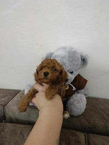 heyvan satisi: Toy pudel red braun çekisi iki iki kilo yarım olacey — 1