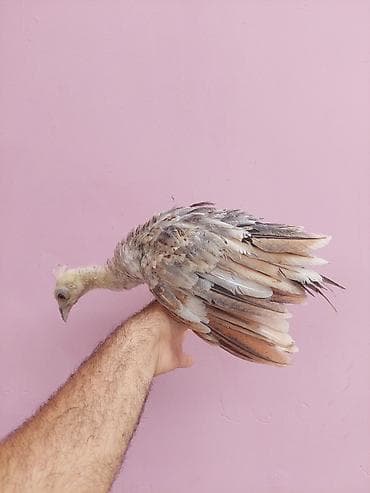 qus qefes: Salam tovuzquşu balalari satilir. 1 ededi 40 manata — 4