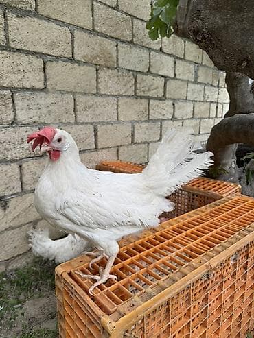 pom pom toyuqu: Toyuq, Yumurtalıq — 1