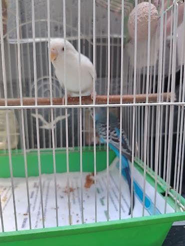 qus nömreleri: Təcili 2 tutuquşu və qefes 35₼ deste daxidir 2.50kg yem,vitmainli — 1