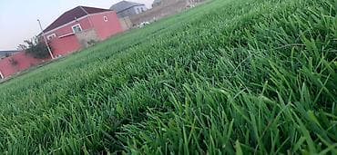 qazon picen: Salam qazon sifarisi catdirilma ve yere serilmesi unvana ve kvadrata — 2