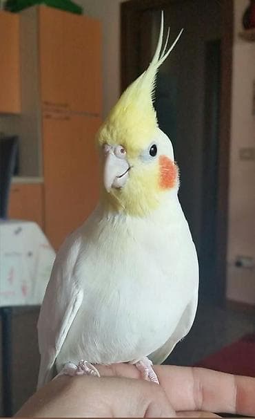 it bazari bakida: 🦜 Salam! Hazır əl quşlarımız mövcuddur 🗣️ Danışdirmaq üçün Sultan — 4