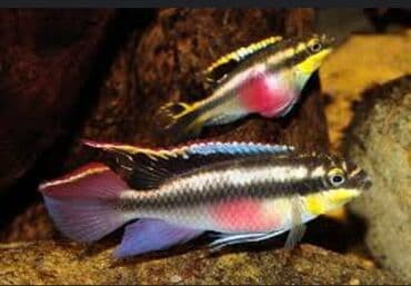 Popuqay balığı, Sülhsevər lalafo.az -da Popuqay balığı, Sülhsevər