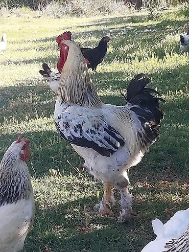 Diri çəkisi 4-kq. 1 yaşı var. yaxşı damazlığa cücəsi düşür — 2