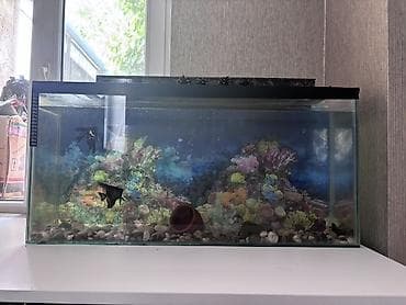 akvaryum altlığı: İki akvarium birlikdə satılır. Ayrı-ayrı satılmır. Digər aksesuarlar — 1