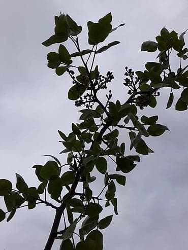 Гаражи: Баку, Вишневка, 63 м², 2 комнаты, Без бассейна — 2