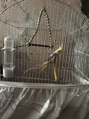 Korella qefesle biryerdr qefessiz satmıram su qabı yem qabı erkekdir