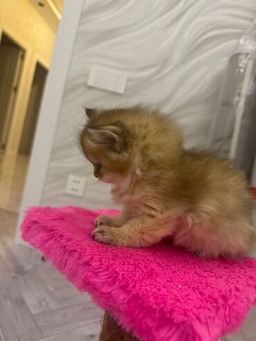 şotlan pişik: Şotland yastı qulaq, Erkək, Dişi, Yaxşı əllərə, Ünvandan götürmə, Pulsuz çatdırılma, Ödənişli çatdırılma — 170