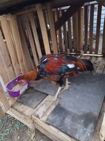 linqorin toyuqlar: Xoruz, il: 1 — 5