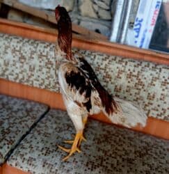 Inəklər, öküzlər: Xoruz, Yapon, il: 3, Pulsuz çatdırılma — 1