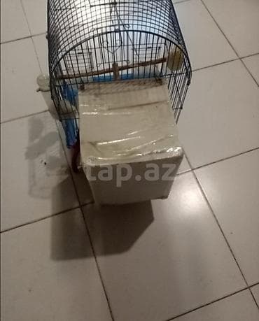 ucuz danalar: Quş qəfəsi – aksesuarlarla komplekt - Forma: yarımdairə damlı metal — 4