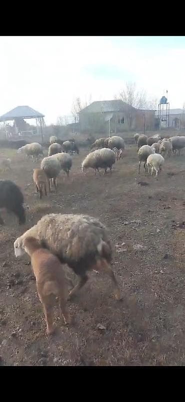 gence toyuq cuce: Əvvəla salam aleykum 55 baş qoyun 2 qoç 43 quzuvar qoyunlar damazlıq — 1