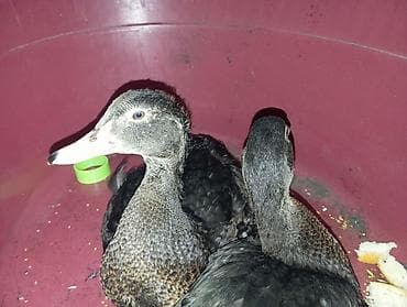 cin bildircin: Lal Ördek Sağlam Dişi Erkey Cütü 30Manat — 1