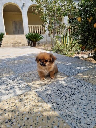 пекинес цена в баку: Пекинес, 2 месяца, Самка, С прививками, Самовывоз — 4