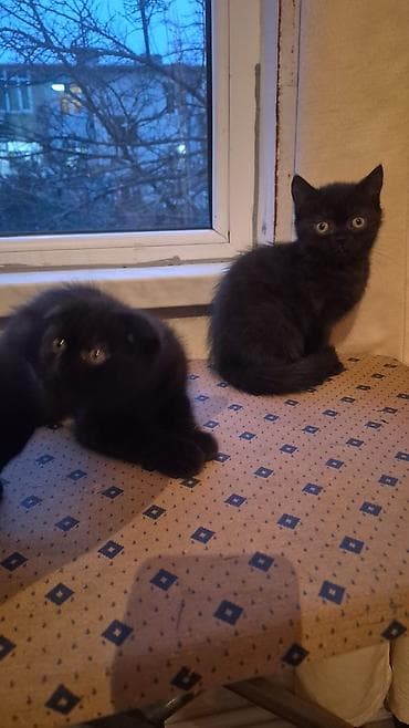 Şotland yastı qulaq, Erkək, Dişi, Yaxşı əllərə, Ünvandan götürmə, Pulsuz çatdırılma, Ödənişli çatdırılma — 2