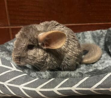 золотая шиншилла купить: Çinçilla – açıq boz rəngli, yumşaq və sıx tüklü, iri qulaqlı, uzun — 2