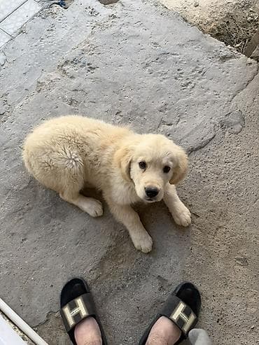 İtlər: Retriever, 3 ay, Erkek, Peyvəndli, Ünvandan götürmə — 6