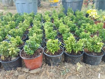 helba bitkisi faydaları: Həmişə yaşıl — 5