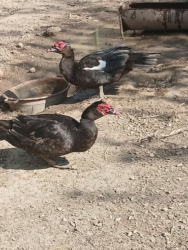 lal ördek balasi: Musk ördəkləri (indoutka) – qarayal çalarlı tüklər, baş və dimdik — 4