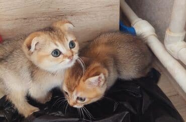 heyvan barınağı: Qızıl şinşilla, Dişi, Ünvandan götürmə — 12