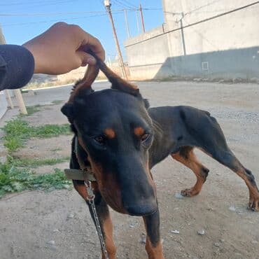 Digər heyvanlar: Doberman — 3