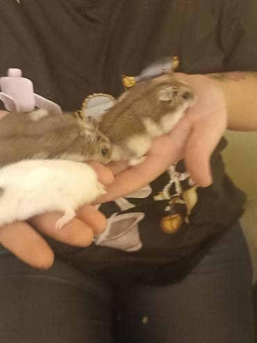 Gəmiricilər: Hamsterlər – cırtdan növ (cütdən və ya ayrı-ayrılıqda) 30 ədətdi - — 5