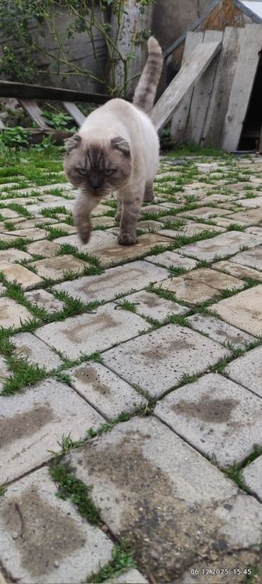 домик для кошек: Şotland yastı qulaq — 5