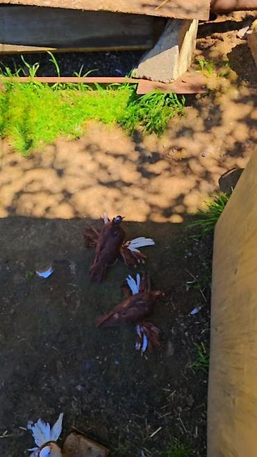 ucuz quzular: Qiyemt 3 aidir - Növ: bəzək məqsədli ev göyərçinləri (fantail tipli — 1