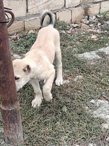 тибетский мастиф цена в баку: 3 ay, Dişi — 4