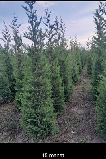 Leylandra - Landşaft və həyət-baca üçün sıx, həmişəyaşıl boy-buxunlu