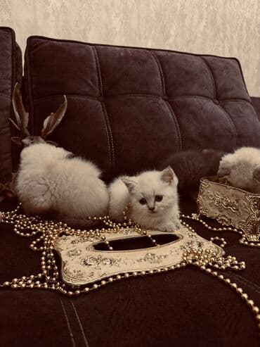 xamyak yuvası: Şinşilla, Erkək, Dişi — 7