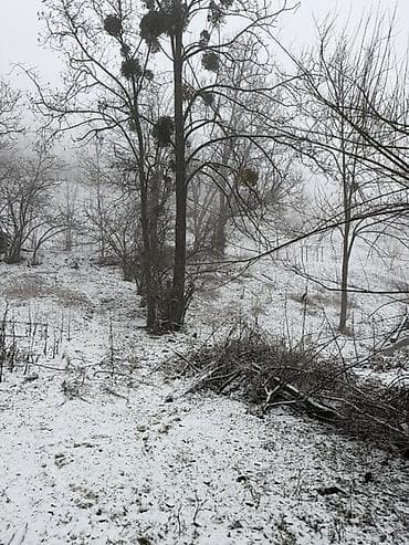 20 sot, Tikinti, Mülkiyyətçi, Kupça (Çıxarış)